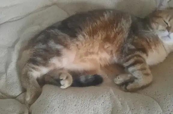 Кошки потеряшки, Москва, фото: Потеряшка кошка, ул. Генерала Антонова, 4 к2