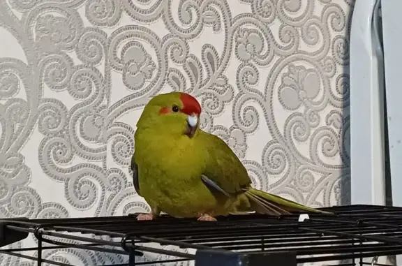 Пропала птица, Центральная ул. 20, Металлострой