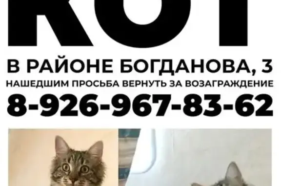 Пропала кошка, ул. Богданова 3, Ивантеевка