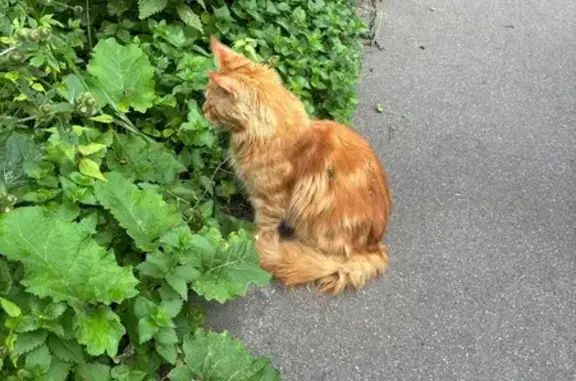 Кошка Мей Кун в парке Берёзовой Рощи