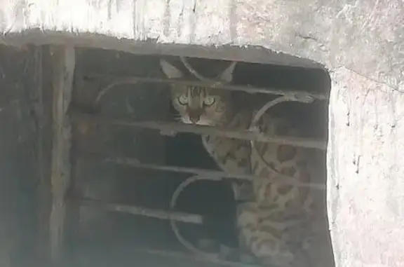 Найдена кошка, Барнаул, фото: Кошка найдена на Смольной ул., Барнаул