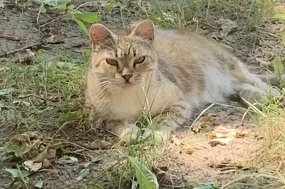Найдена кошка, , фото: Беременная кошка на ул. Верности, Пискарёвка