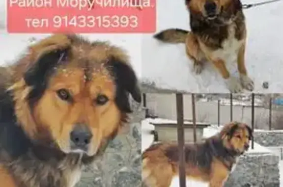 Пропала собака в Находке, Приморье