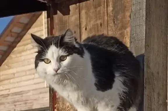 Пропала кошка в Андрюшино, Тюменская обл. - photo