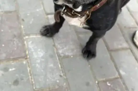 Найдена собака, Свердловская область, фото: Найдена собака в Медном, Свердловская обл.