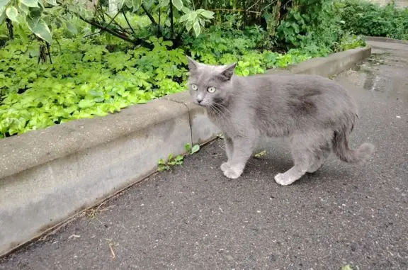 Найдена кошка, Пушкино, фото: Кошка найдена, ул. Крылова 4, Пушкино