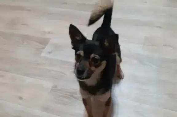 Собаки потеряшки, , фото: Потеряшка собака, переулок Авроры, 21