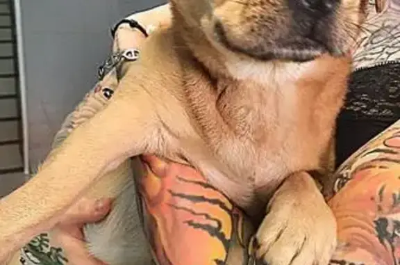 Собака найдена у фудкорта, Нагибина 32Ж