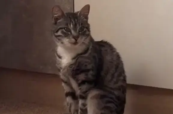 Потерянные животные Калининград, фото: Пропала кошка, Артиллерийская ул. 63, К-град