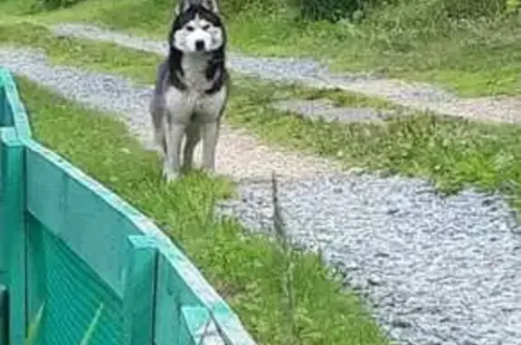 Найдена собака, Свердловская область, фото: Хаски найдена: Тагильская ул., Свердловская обл.