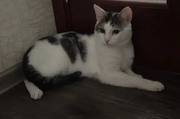 Найдена кошка, Новосибирск, фото: Кот найден у подвала, Пархоменко 90/1