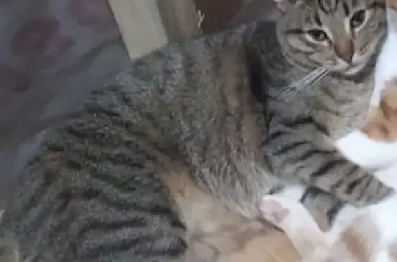 Кошки потеряшки, Сыктывкар, фото: Потеряшка кот, Рябиновая 3, Сыктывкар