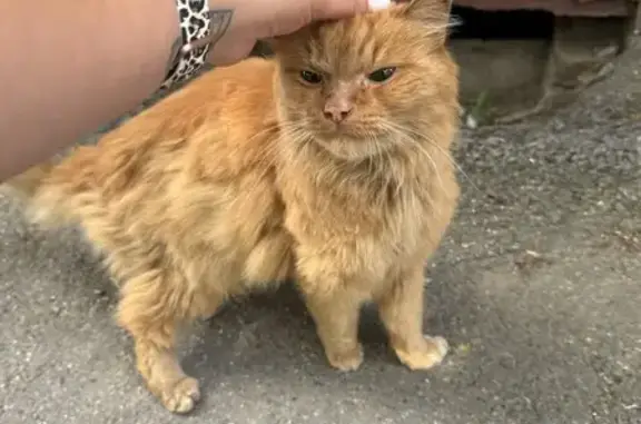 Кошка найдена: ул. Котовского, 28, Томск