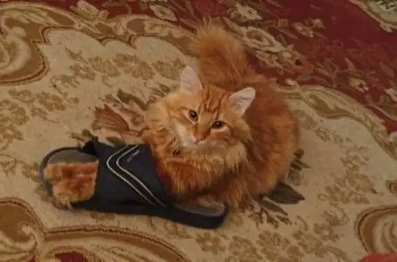 Пропала кошка, ул. Кирова, Октябрьское