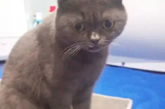 Пропала кошка, Кулунда, Алтайский край