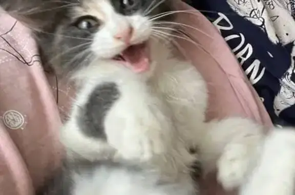 Найдена кошка, Майкоп, фото: Кошка найдена, Пионерская ул., Майкоп