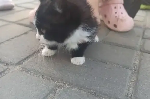 Кошка найдена: ул. Лутова, 18, Липецк