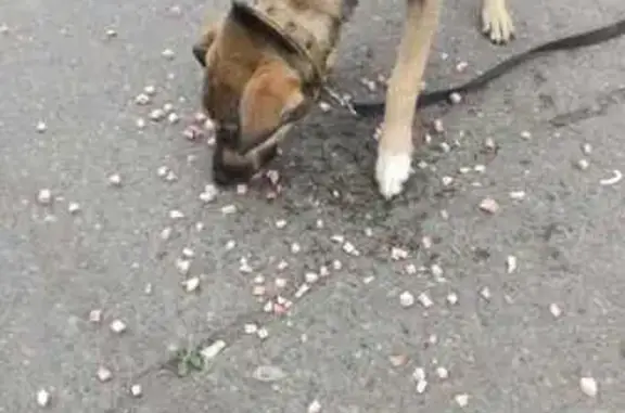 Собака найдена на Предмостной, Красноярск