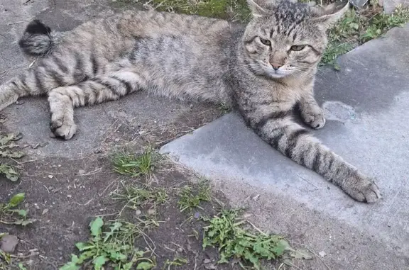 Найдена кошка, Ангарск, фото: Кошка найдена: ул. Лазо, 20, Ангарск