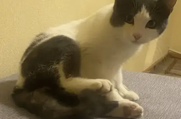 Потерянные животные Ханты-Мансийск, фото: Пропала кошка, ул. Сирина, 21, Х-Мансийск