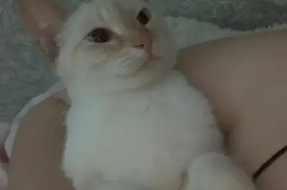 Пропала кошка, ул. Георгиева, 1, Барнаул