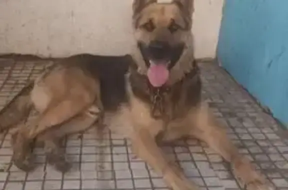 Найдена собака, Московская область, фото: Собака найдена в Клину, ул. Набережная