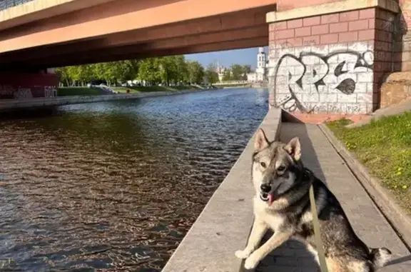 Собаки потеряшки, Брянск, фото: Потеряшка собака на Ново-Советской, Брянск
