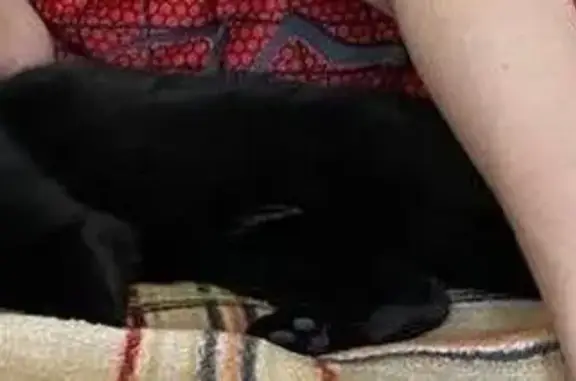 Кошки потеряшки, Мегет (ангарский), фото: Потеряшка кошка, ул. Калинина 241, Мегет