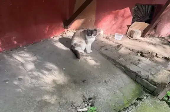 Кошка найдена: Липовская ул., 1, Липецк