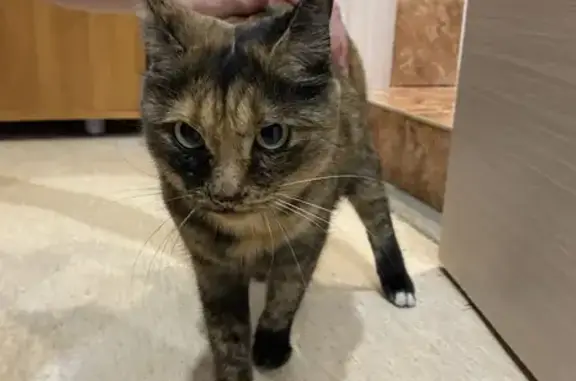 Найдена кошка, Иркутск, фото: Кошка найдена, Иркутск, ул. Либкнехта 206