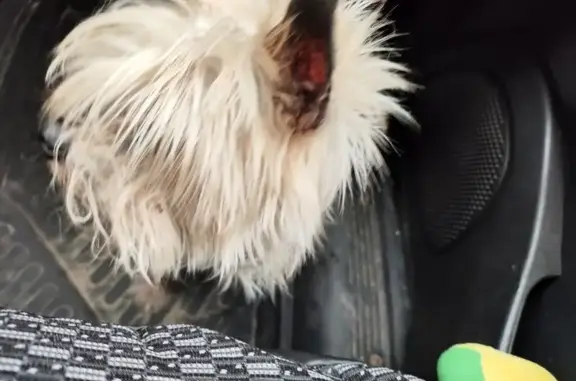 Мини Йорк найден: ул. Лебедева, 51, Йошкар-Ола