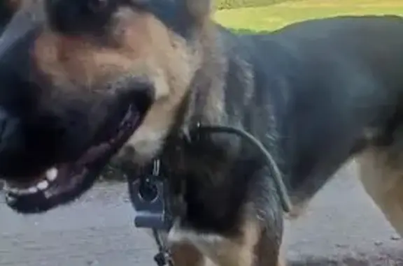 Собака найдена, Ирныкшинский с/с, 80К-031