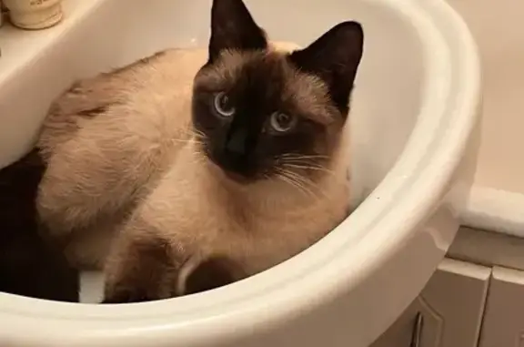 Найдена кошка, Москва, фото: Кошка найдена у дома 32к2, ул. Тухачевского