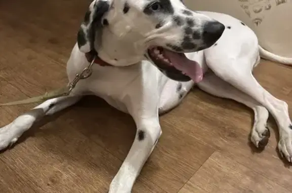 Найдена собака, Омск, фото: Найдена девочка далматинец, Хмельницкого 40