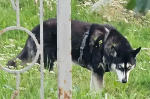 Найдена собака, Екатеринбург, фото: Хаски у лесопарка, б-р Денисова-Уральского, 3