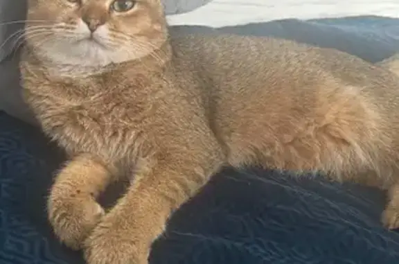 Кошки потеряшки, Кабицыно, фото: Потеряшка кошка, ул. Исинбаевой, 58