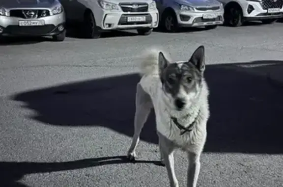 Собака найдена: Нефтяная ул., 5, Томск