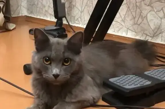 Кошки потеряшки, Курган, фото: Потеряшка кошка, ул. Елисеева, 10, Курган