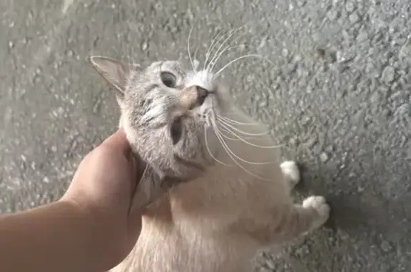 Кошка найдена: Студенческий городок, 5