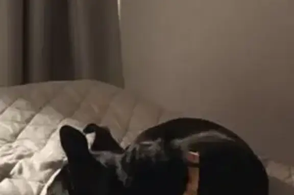 Собаки потеряшки, Севастополь, фото: Потеряшка собака, ул. Чернышевского, 12