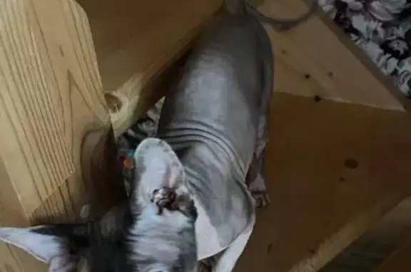 Кошка найдена: Ремонтная ул., 97, Калининград