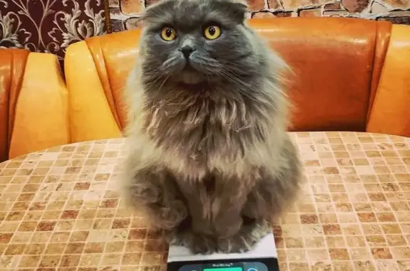 Кошки потеряшки, Казань, фото: Потеряшка кошка, Чистопольская 27, Казань