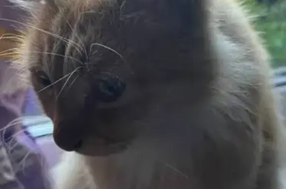 Кошки потеряшки, Кызыл, фото: Потеряшка кошка, Красноармейская 73, Кызыл