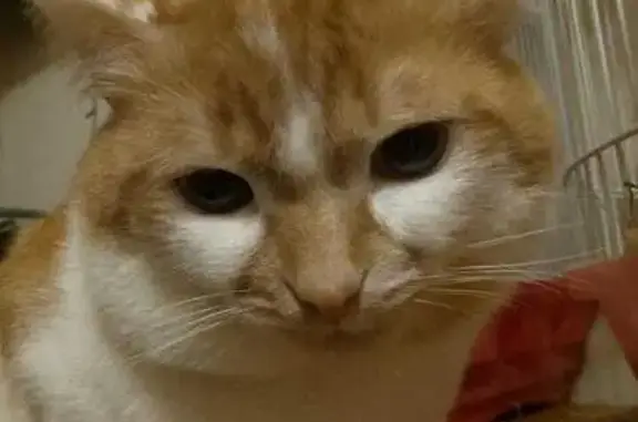 Пропала кошка, Нефтекамск, Ленина 15