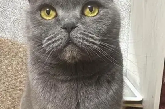 Кошки потеряшки, Брянск, фото: Потеряшка кошка, Брянск, ул. 22 съезда, 43