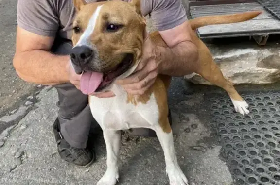 Собака найдена: 1-я Курская ул., 1, Орёл