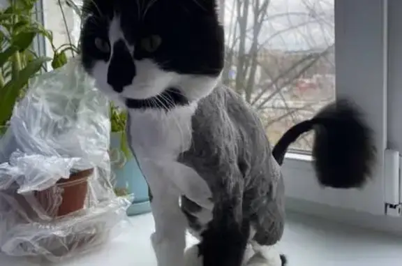 Кошки потеряшки, Петрозаводск, фото: Потеряшка кот Гоша, Выборгская ул. 35, Петрозаводск