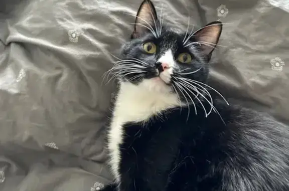 Кошки потеряшки, Тамбов, фото: Потеряшка кошка, ул. Советская, 119, Тамбов