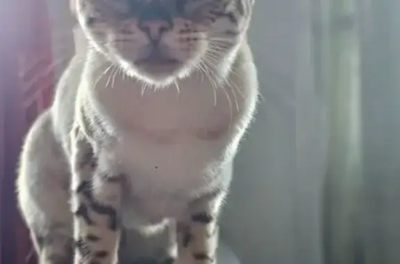 Кошки потеряшки, Таруса, фото: Потеряшка кошка, ул. Либкнехта, 2, Таруса