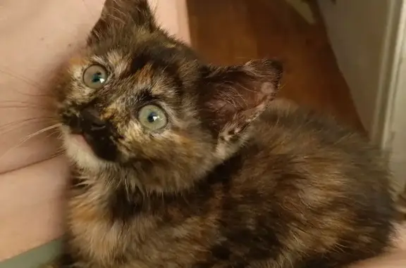 Найдена кошка, Серпухов, фото: Кошка найдена: ул. Коншиных, 181, Серпухов